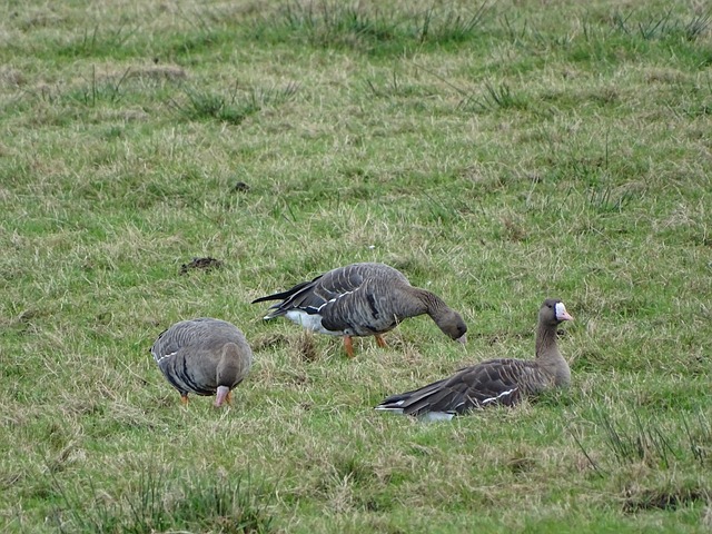 球队整体的 球队整体的